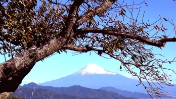 富士山と木