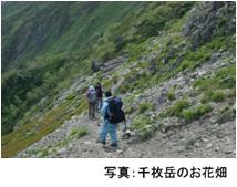 千枚岳のお花畑の写真