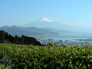 富士山を背にした日本平地区の茶畑