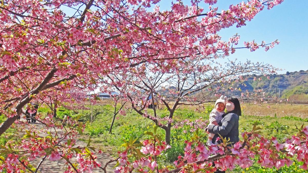 桜を楽しむ親子