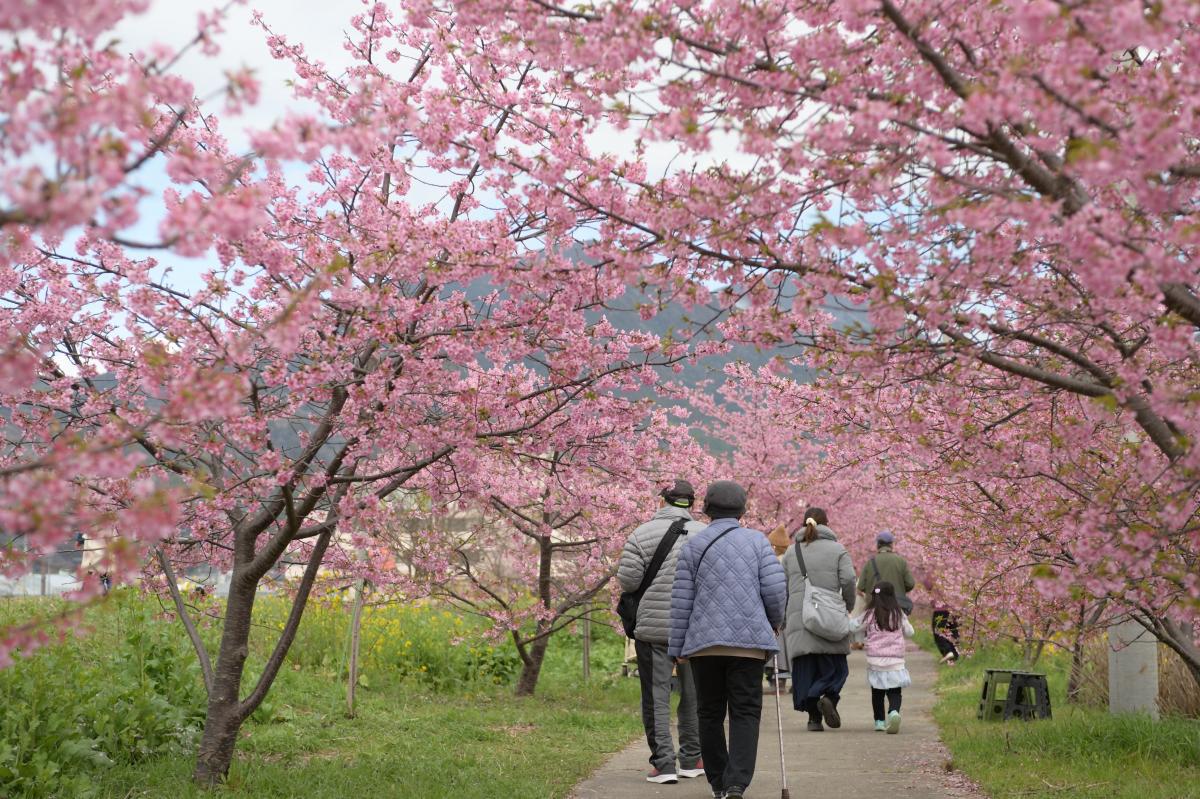 河津桜のトンネルを散歩する人たち