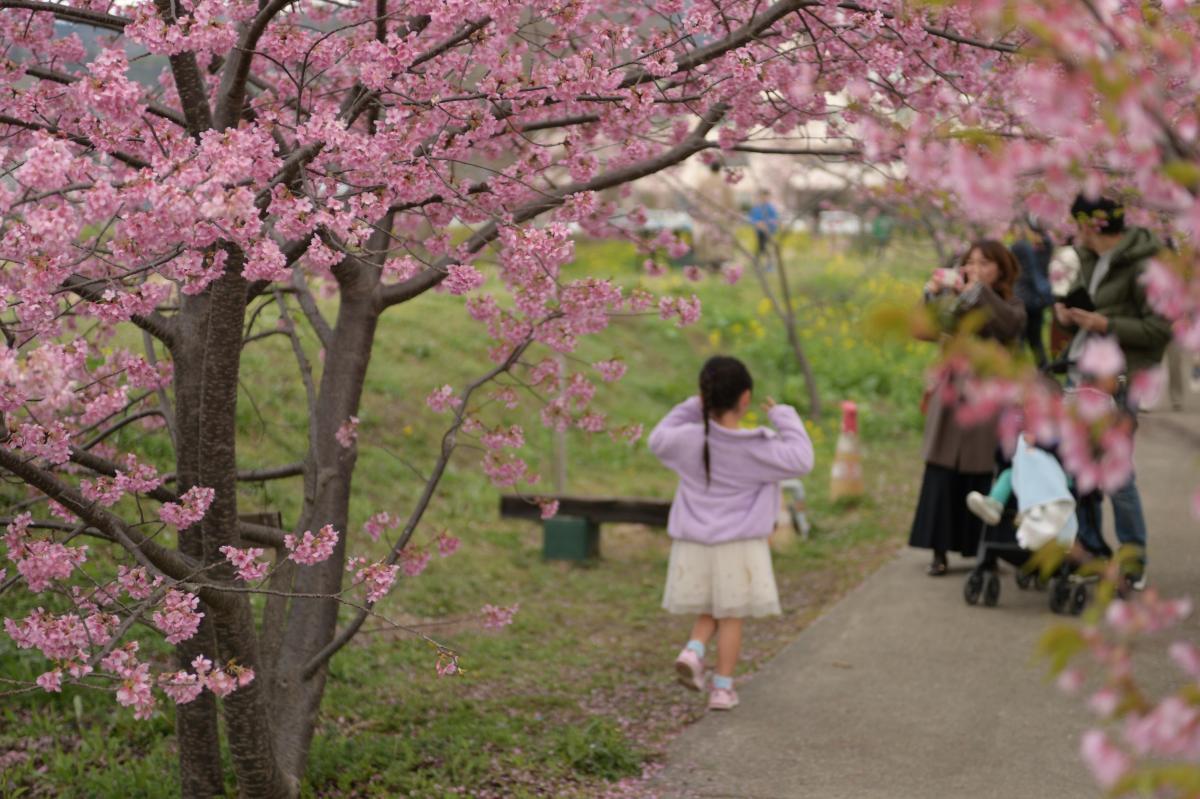 桜の下で記念撮影する子ども