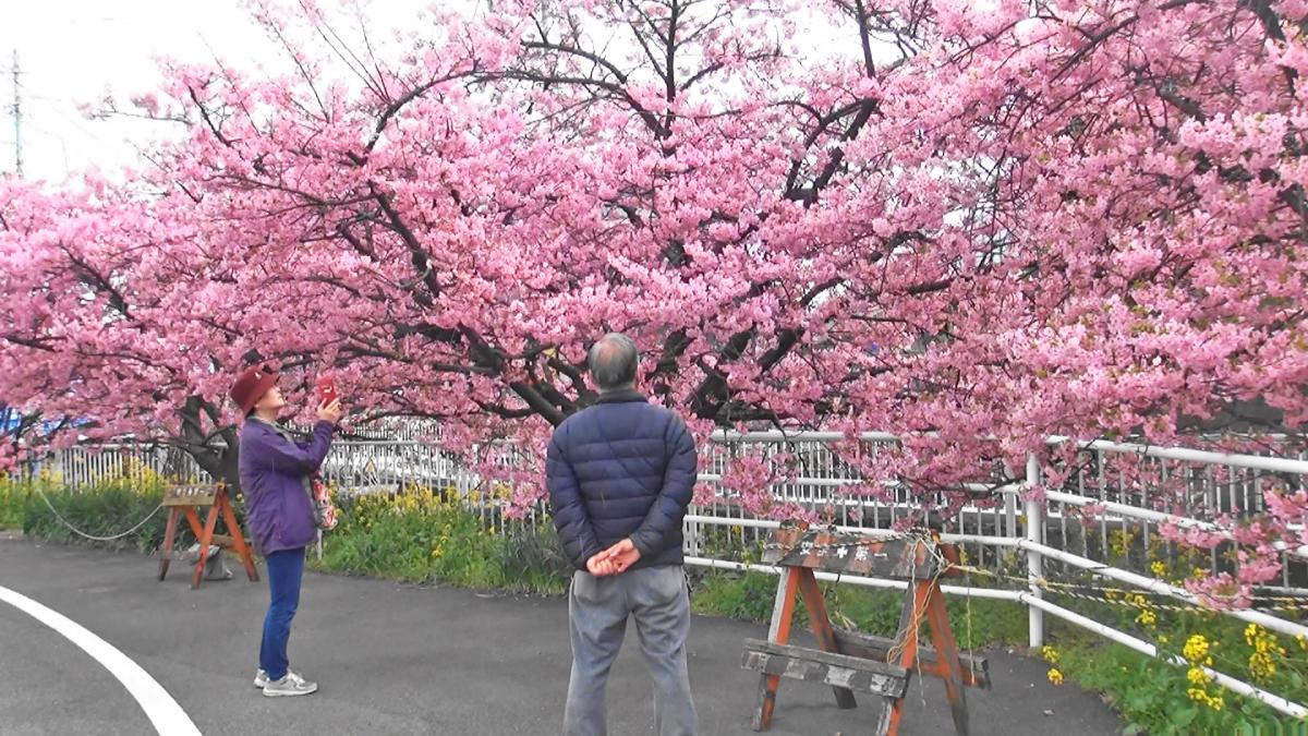 河津桜を観賞する人