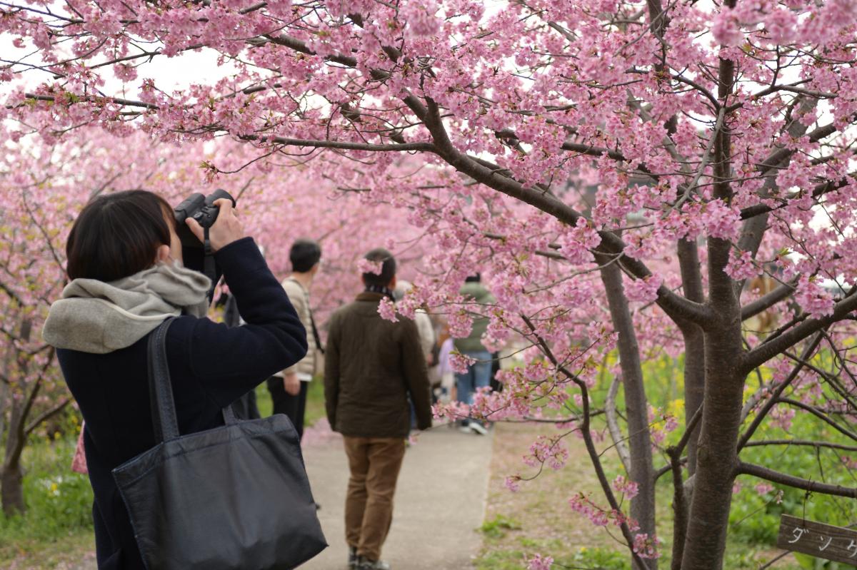桜をカメラで撮影する人