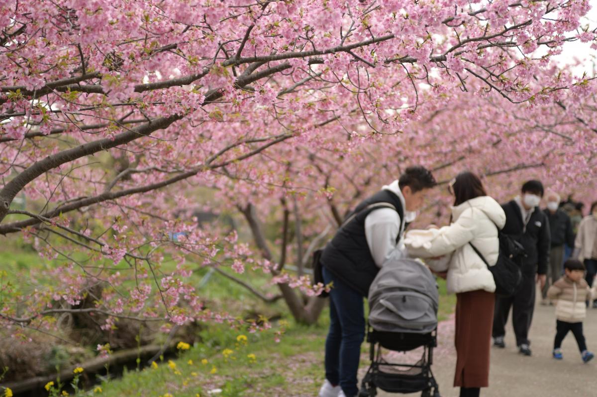 桜を楽しむ家族連れ