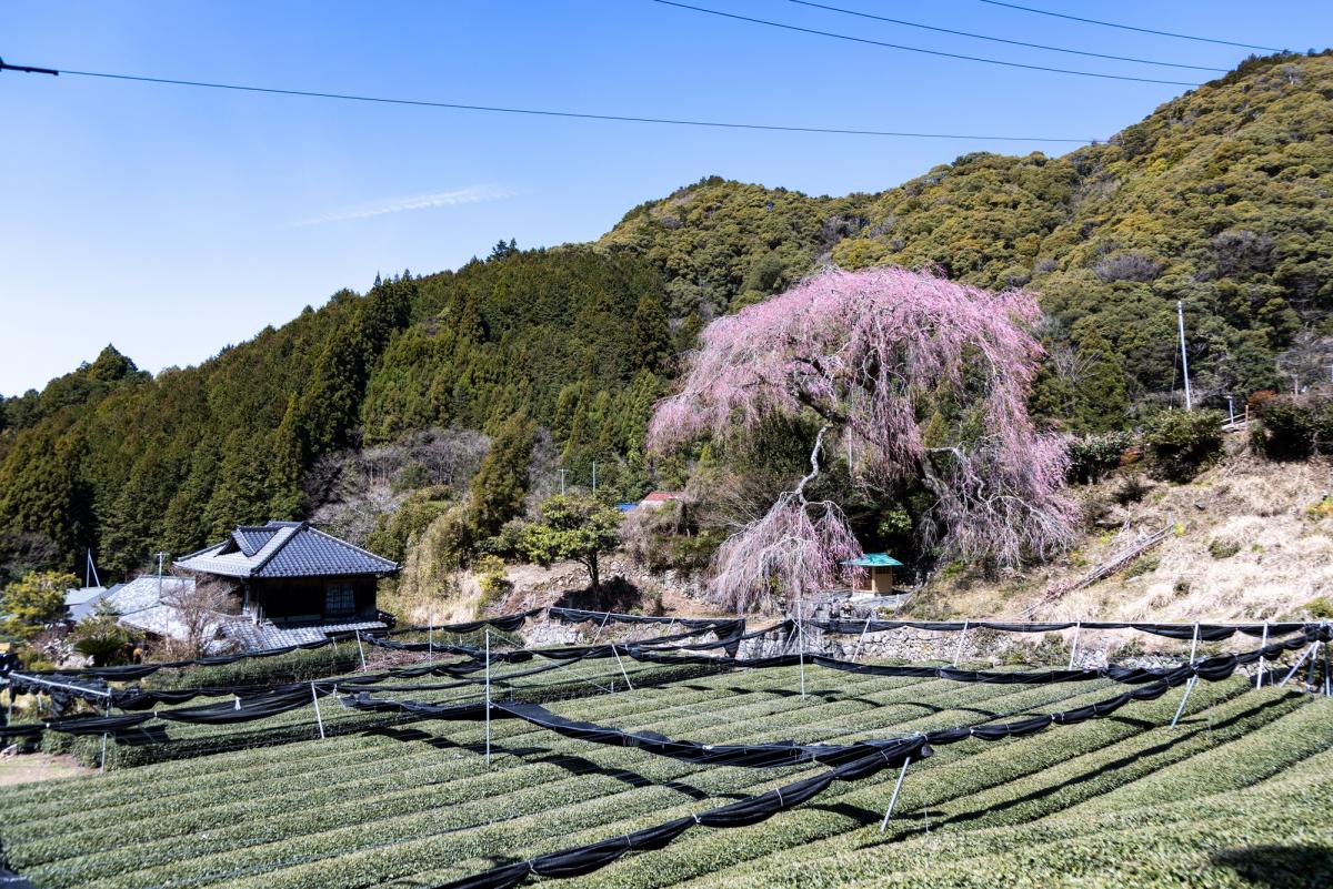 栃沢の枝垂れ桜と茶畑
