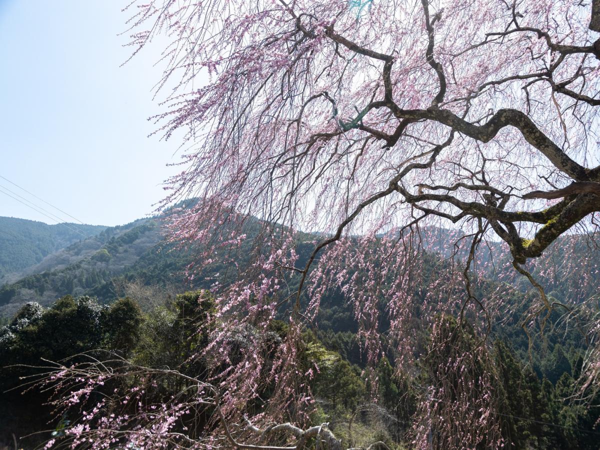 栃沢の枝垂れ桜