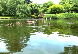 城北公園の池をすいすい泳ぐカルガモの親子