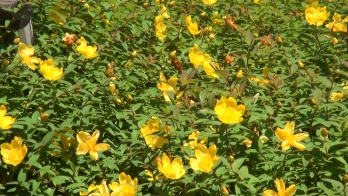 セイヨウキンシバイがたくさん咲いている