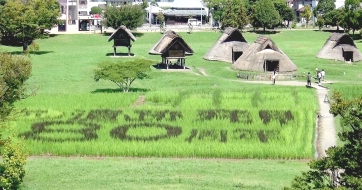 田んぼに稲で「祝登呂遺跡80周年」と描かれている