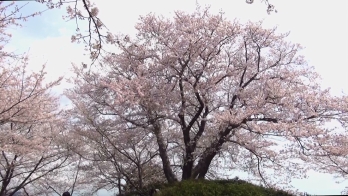 丘の上にある大きく育った桜の木