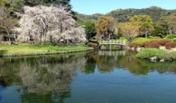 城北公園の池の水面に映るしだれ桜