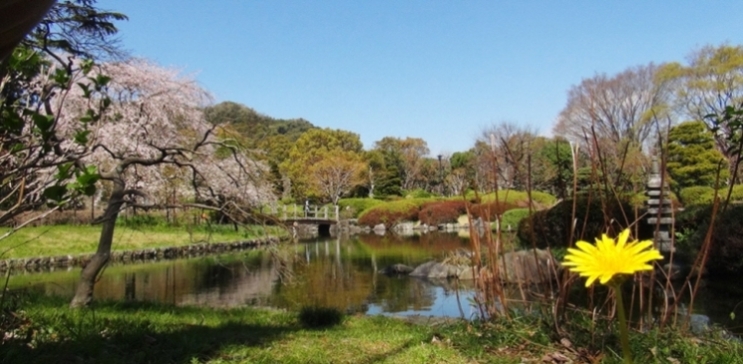 黄色のたんぽぽを手前に写し、しだれ桜の咲く公園の風景