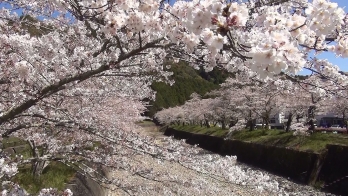 土手沿いに咲く綺麗な桜