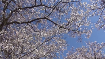 青空に背に咲き誇る美麗な桜