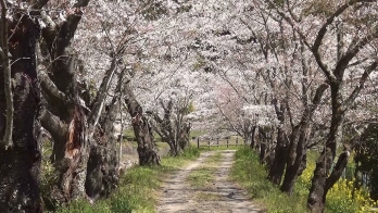両側に桜の咲く小道