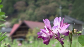 家屋を背景に撮影されたレンゲの花