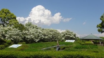 なんじゃもんじゃの咲く、城北公園の花時計付近