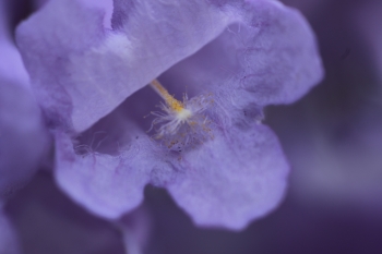 ジャカランダの紫の花をアップで撮影