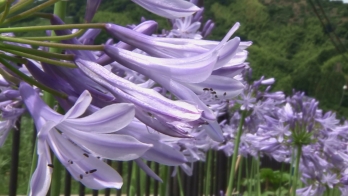 横向きに咲く紫のラッパ型の花