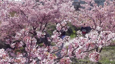 画面いっぱいに広がる桜