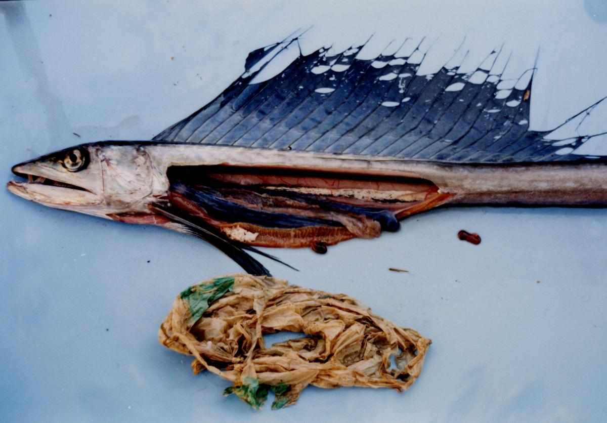 深海魚ミズウオとミズウオの胃袋から出てきたレジ袋の写真
